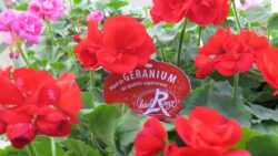 geranium_label_rouge Excellence vegetale JAF-info Jardinerie