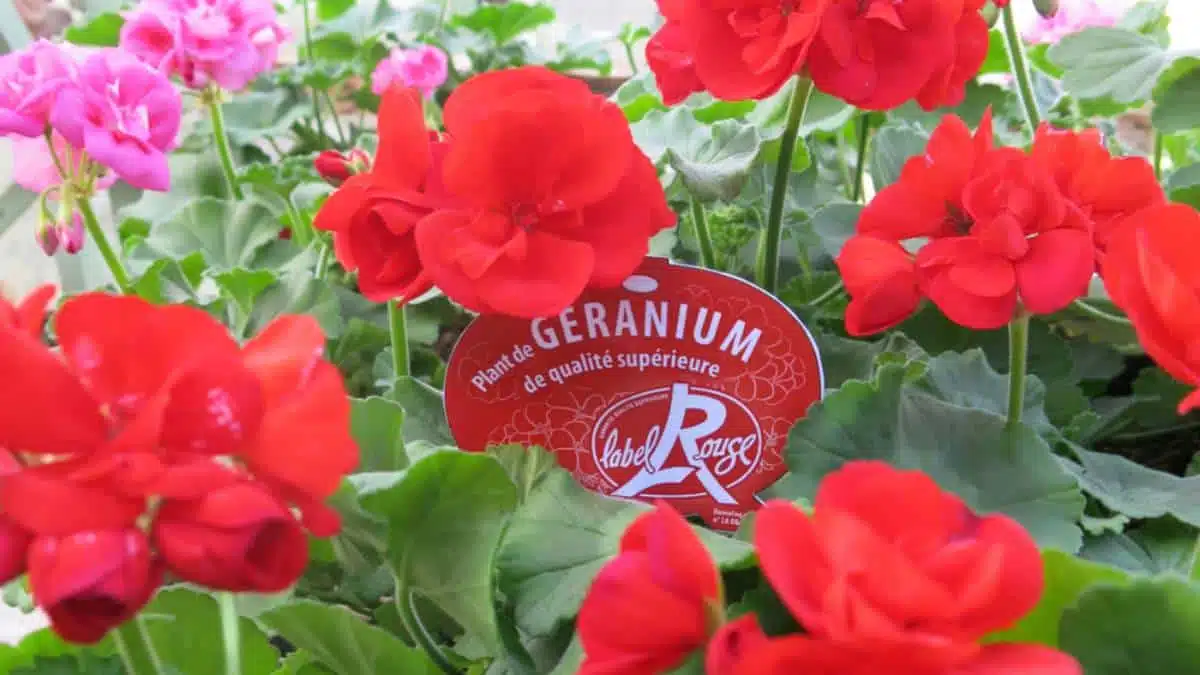 geranium_label_rouge Excellence vegetale JAF-info Jardinerie