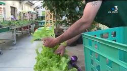 Corse : forte fréquentation des jardineries, les professionnels peinent à répondre à la demande