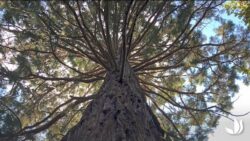Sylvothérapie : le bienfait des arbres - Jardinerie Truffaut TV