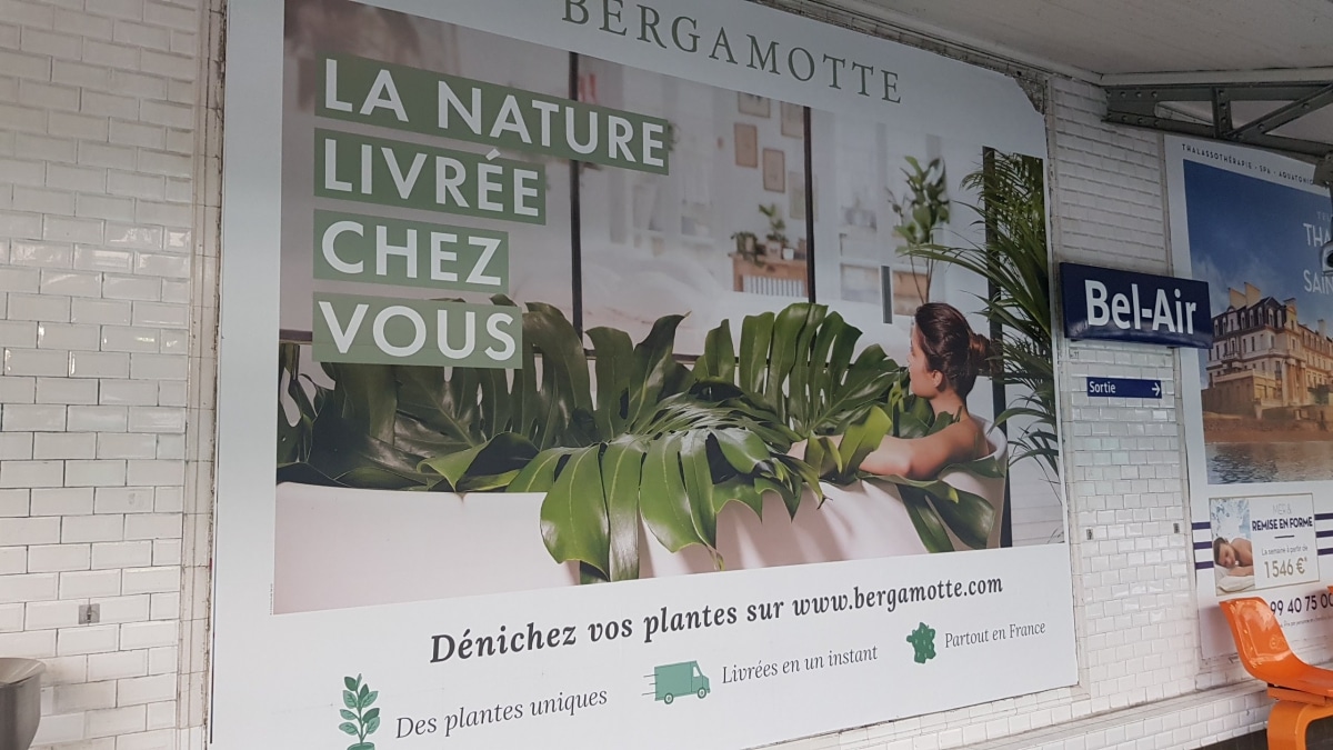 Bergamotte plantes JAF-info Jardinerie Fleuriste