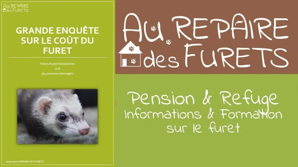 Enquête-sur-le-Cout-du-Furet-Au reperedes furets JAF-info Animalerie jpg