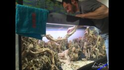 Décor d'aquarium aquascapé : EHEIM Incpiria 530 chez ANIMALIS - Par Laurent Garcia