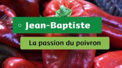 Aventures Potagères - #5 - Jean-Baptiste : La passion du poivron