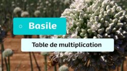 Aventures Potagères - #6 - Basile : Table de multiplication