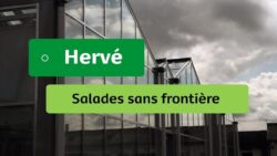 Aventures Potagères - #8 - Hervé : Salades sans frontière