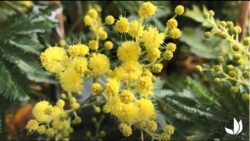 Comment cultiver le mimosa ? - Jardinerie Truffaut TV