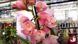 Comment cultiver l'orchidée cymbidium ? - Jardinerie Truffaut TV