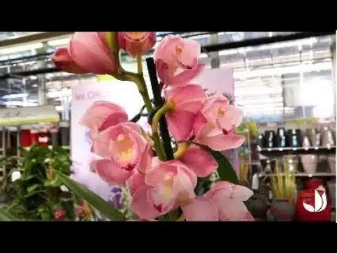 Comment cultiver l'orchidée cymbidium ? - Jardinerie Truffaut TV