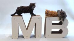 Homycat : griffoirs pour chat lettres design - Truffaut TV