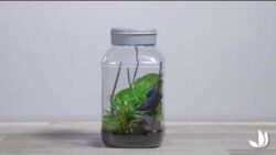 Insectarium : un terrarium pour insectes - Truffaut TV