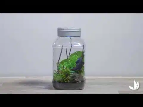 Insectarium : un terrarium pour insectes - Truffaut TV