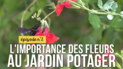 Mon jardin sans pesticides épisode n° 2 : l'importance des fleurs au jardin potager