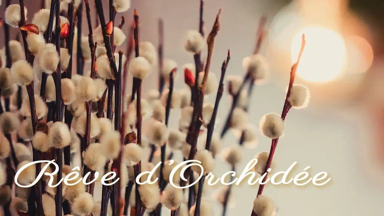 Rêve d’Orchidée - Tony - Artisan Fleuriste de France & Décorateur Quimper | (MAXIME BODIVIT EDIT)