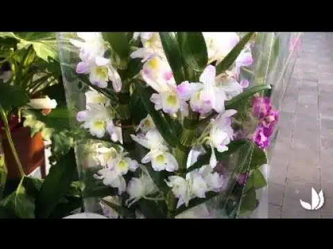 Orchidée dendrobium : variétés et culture - Jardinerie Truffaut TV