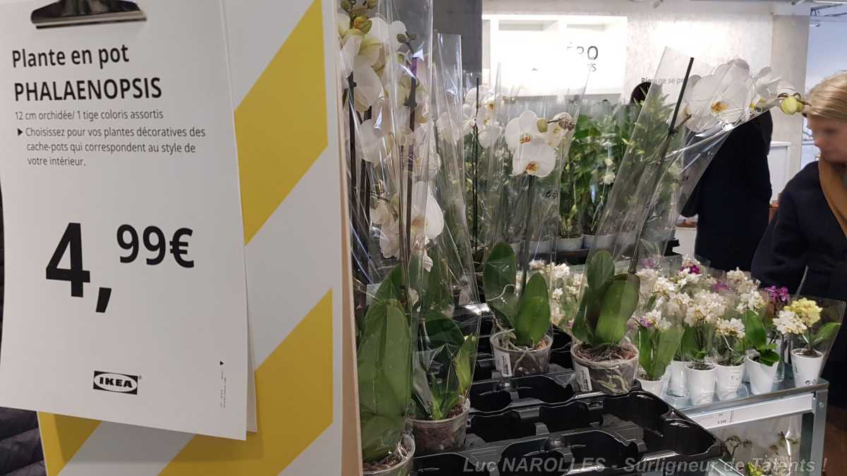 [Photo] Ikea Paris La Madeleine - Décoration - Végétal Dès L'Entrée - Une Ouverture Tonitruante - Un Magasin Dévalisé ! - Clins D'Oeil