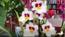 Comment cultiver l'orchidée miltonia ? - Jardinerie Truffaut TV