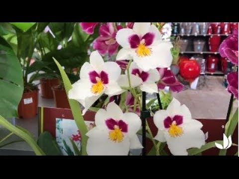 Comment cultiver l'orchidée miltonia ? - Jardinerie Truffaut TV