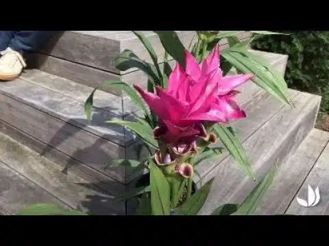 Cultiver le curcuma (ou tulipe de Siam) - Jardinerie Truffaut TV