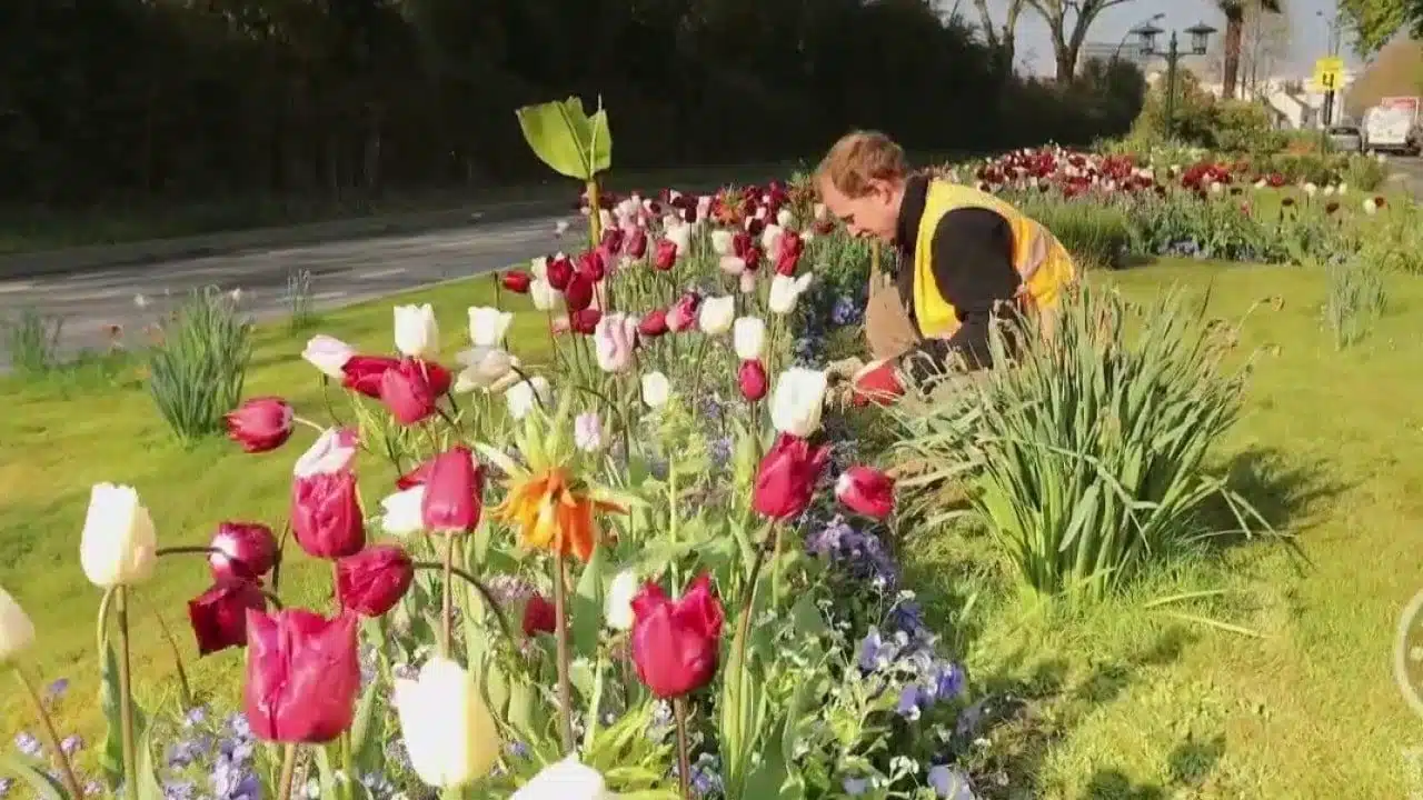 Jardin - 60 ans de cités fleuries