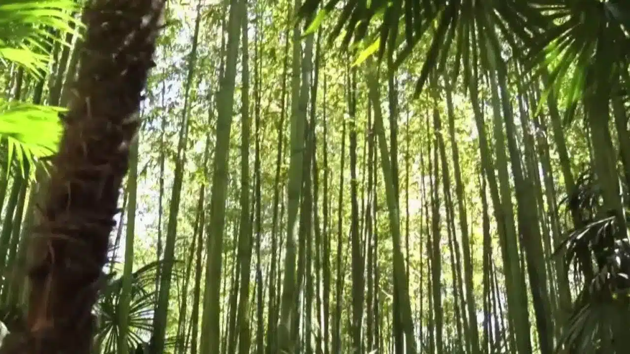 Jardin - Bambous, les plantes envahissantes