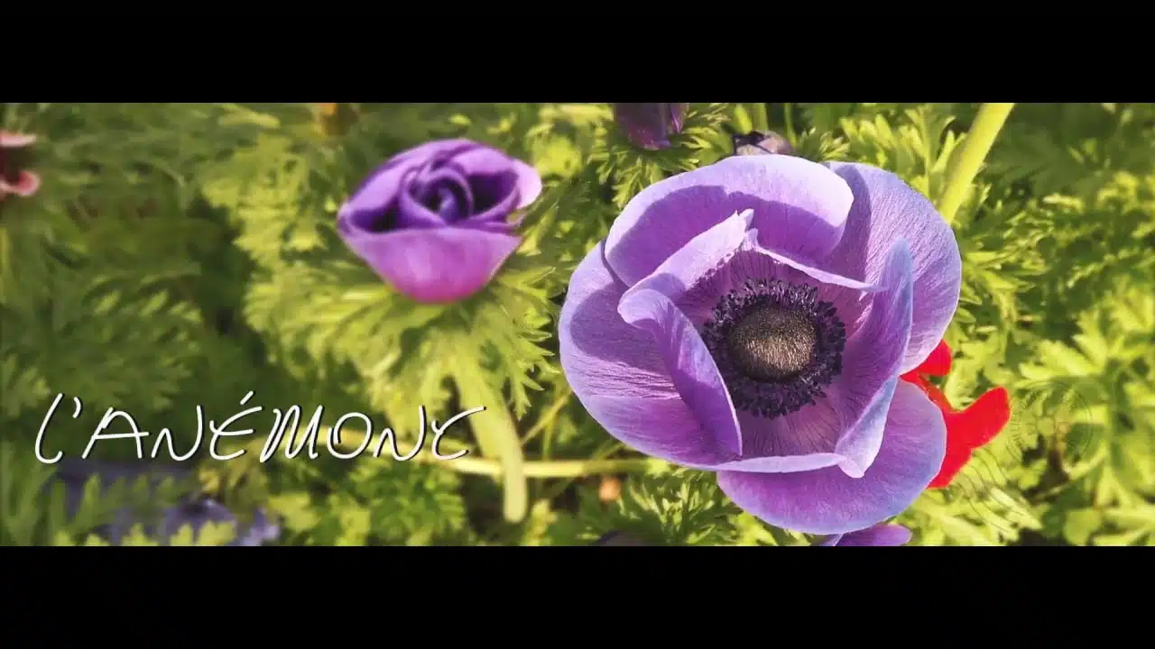 Les fleurs du Var chapitre 1 : l'Anemone
