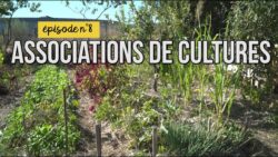 Mon jardin sans pesticides épisode 8 : associations de cultures