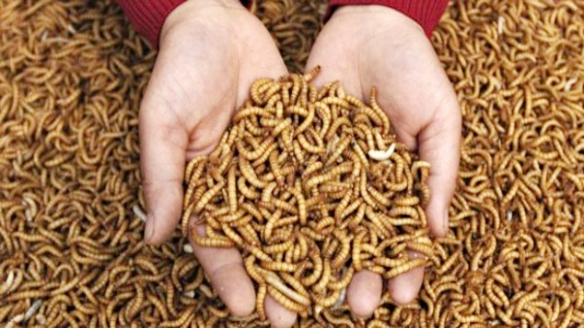 Insecte Animlerie JAF-info