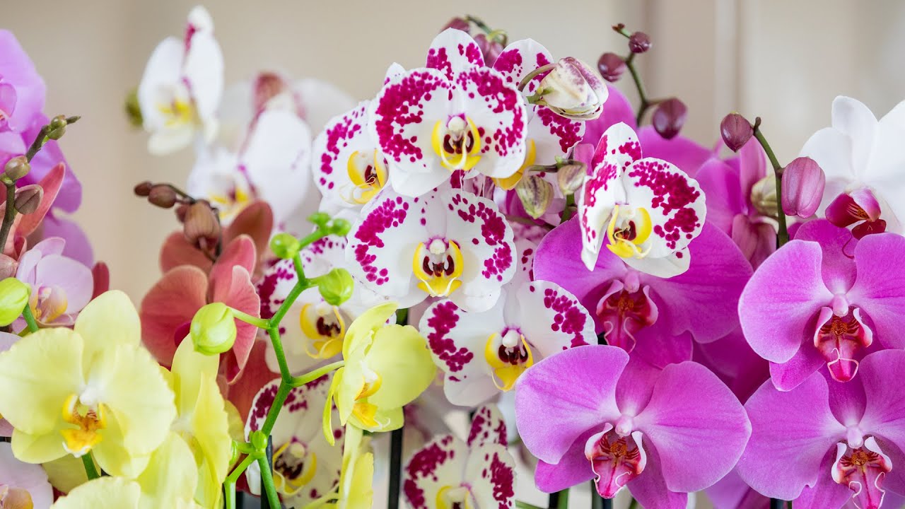 Aftermovie Orchid Inspiration Days 2019