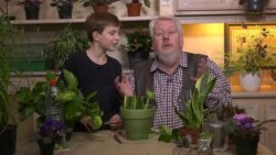 Comment réaliser un bouturage de feuilles ? - Jardinerie Truffaut TV
