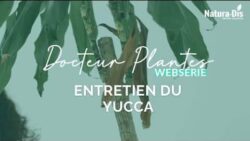 Fleuriste : entretien de la plante Yucca par Natura-Dis
