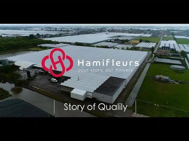 Hamifleurs grower on stage: Qualily