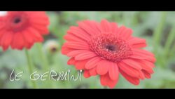 Les fleurs du Var chapitre 8 : le Mini Gerbera ou "Germini"
