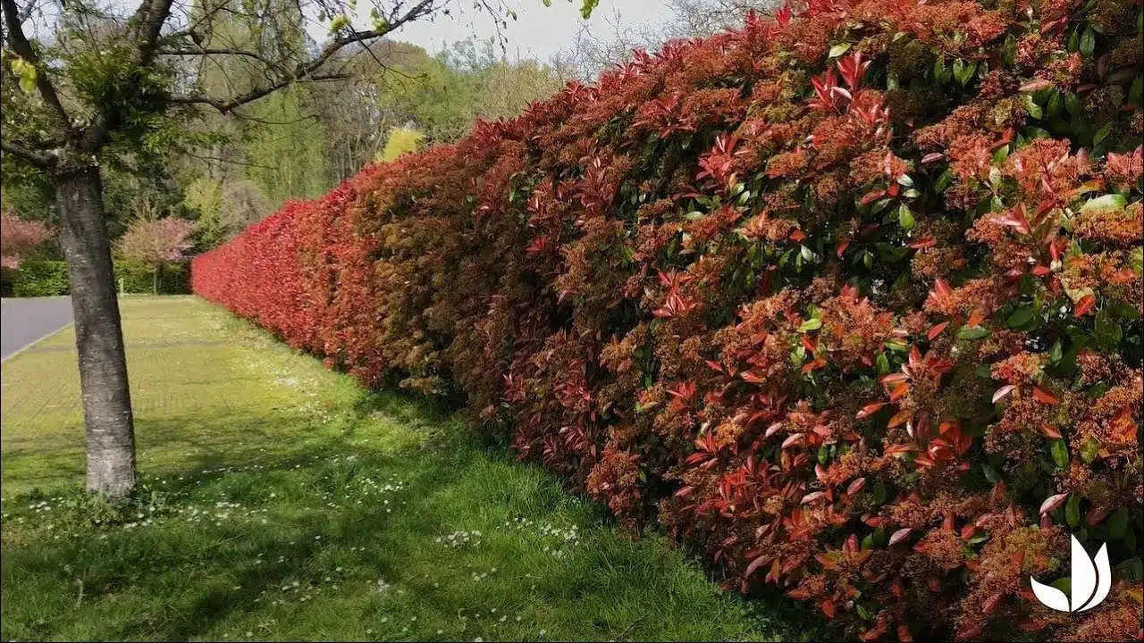 Photinia : plantation et entretien - Jardinerie Truffaut TV