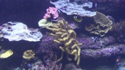 Service protection et santé animales - Inspection d'un aquarium
