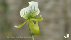 Cultiver l’orchidée paphiopedilum (ou Sabot de Vénus) - Jardinerie Truffaut TV