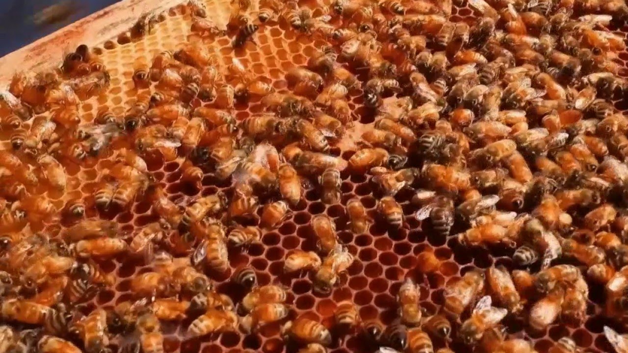 Jardin - Du trèfle pour les abeilles