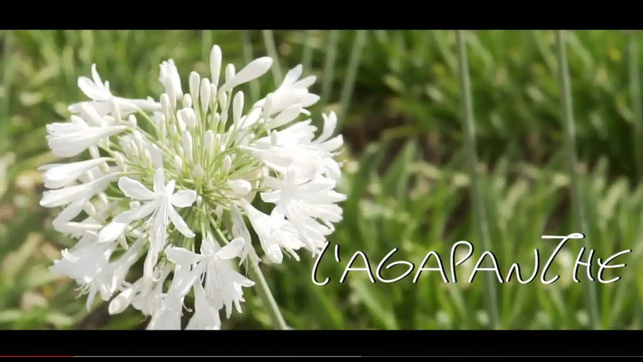Les fleurs du Var chapitre 13 : l' Agapanthe