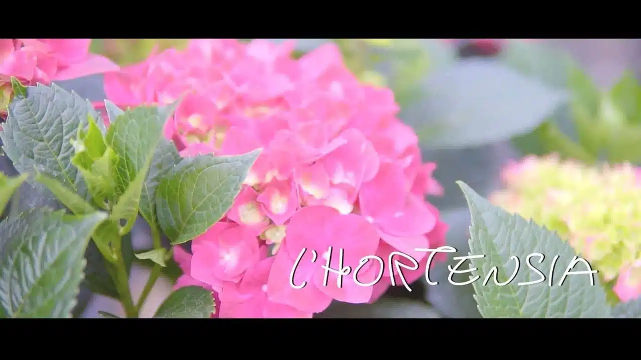 Les fleurs du Var chapitre 7 : l'Hortensia