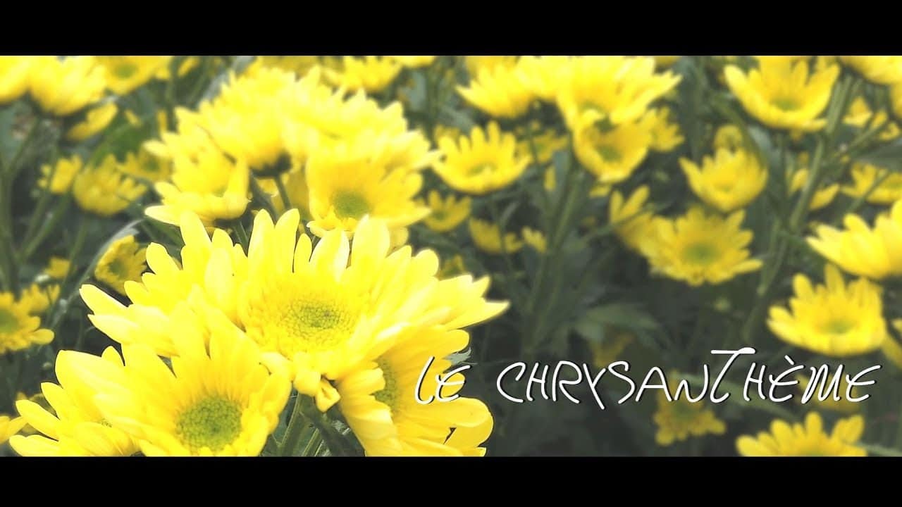Les fleurs du Var chapitre 9 : le Chrysantheme