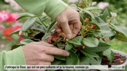 [TUTO] Comment entretenir le rhododendron ? – Jardinerie Gamm vert