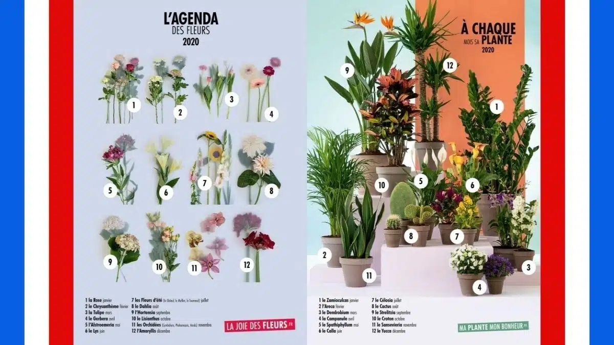 agenda-des-fleurs et plantes 2020 Office hollandais des fleurs JAF-info Fleuriste Jardinerie