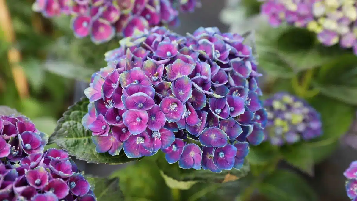 magical hortensia amethyst purple JAF-info Jardinerie