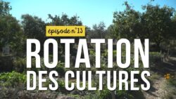 Mon jardin sans pesticides épisode n°13 : rotation des cultures