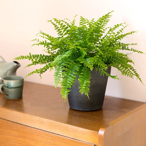 Interflora Reverdit Son Offre De Transmission Florale Avec Une Collection De Plantes Vertes Et Fleuries