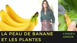 #Jardin : fertiliser sa terre avec des peaux de banane