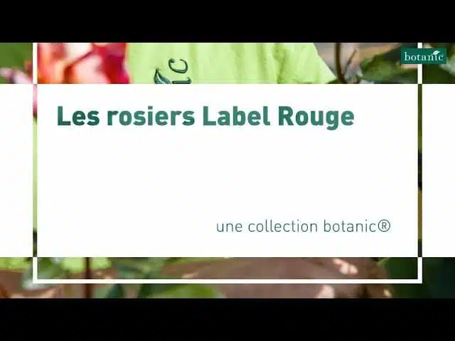 Les rosiers Label Rouge botanic®