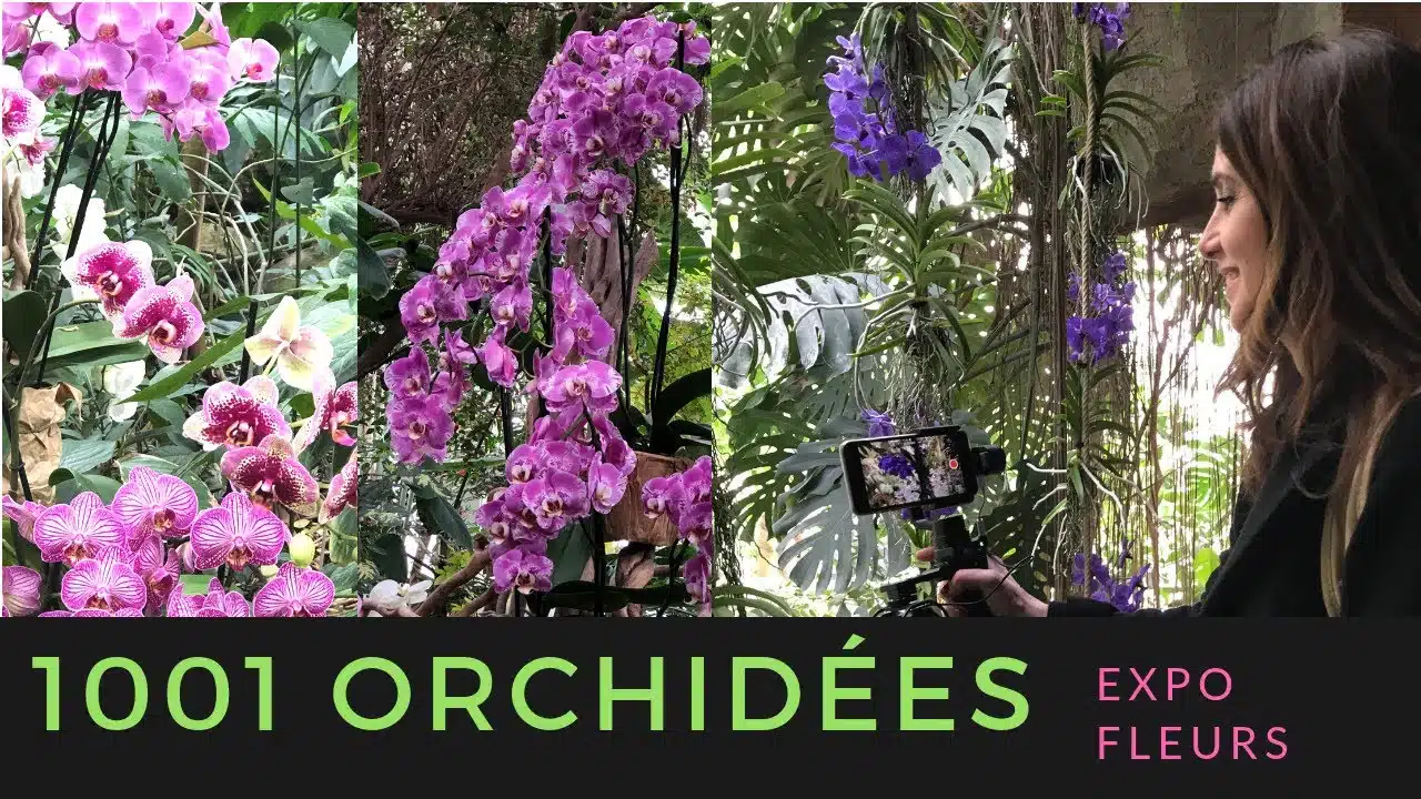 Tout savoir sur les Orchidées avec l'expostion "Mille et une Orchidées"