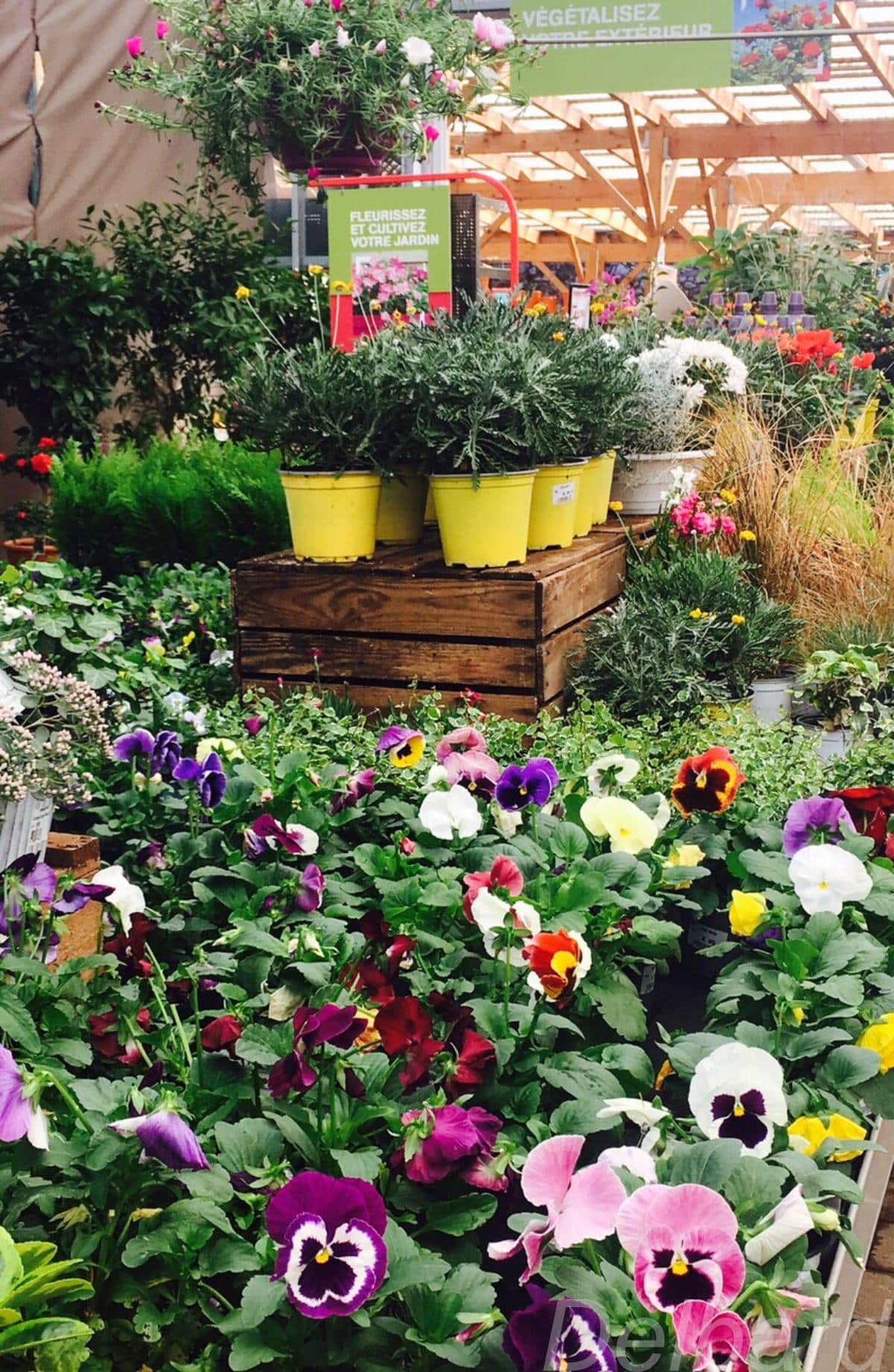 DELBARD 2020 L’enseigne référente pour les indépendants de la jardinerie déploie sa nouvelle génération de points de vente