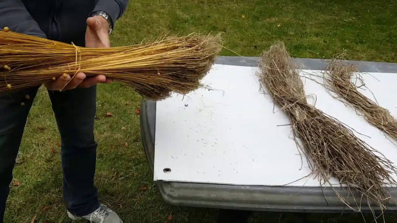 Deux utilisations du lin cultivé dans votre jardin